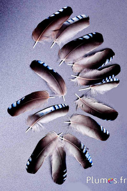 Ghiandaia delle querce 2. scelta - 3-5 cm - blu naturale